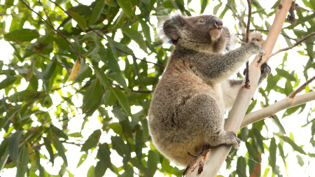 report koala sightings