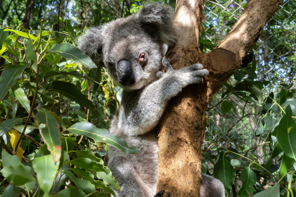 koalas in care and recovery