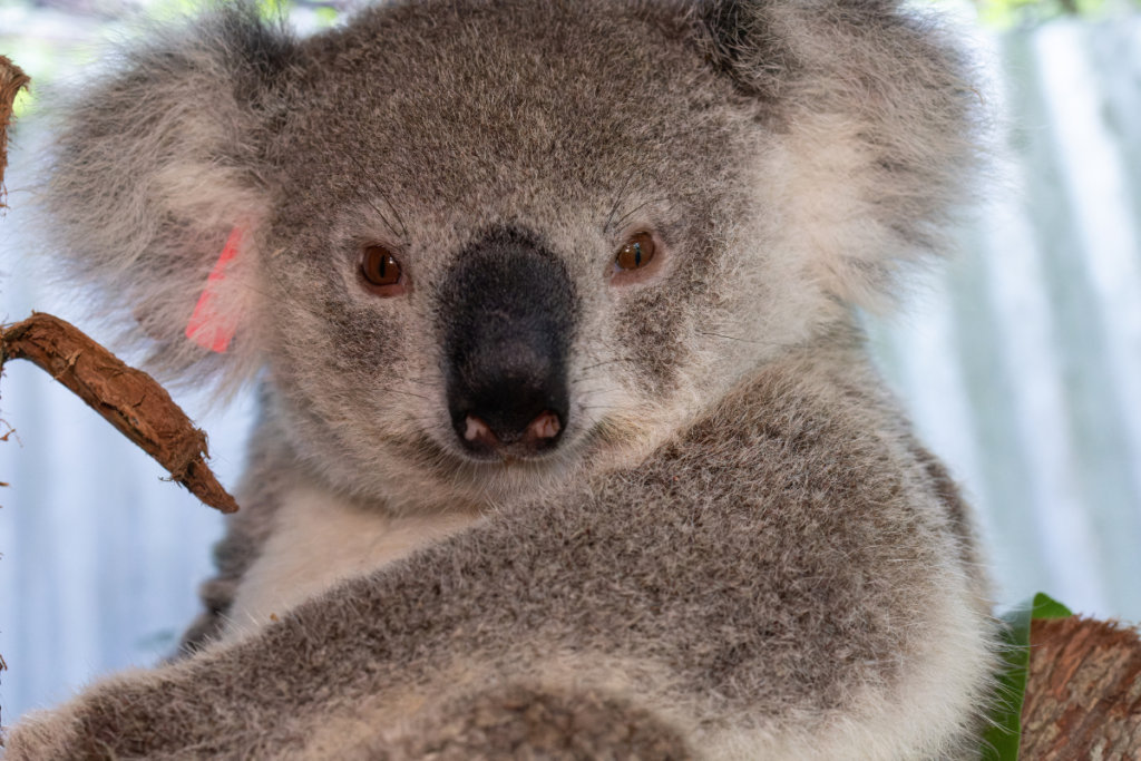 koalas in care and recovery