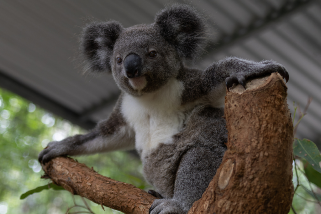 Rescue, treatment, rehabilitation and release of koalas(2)