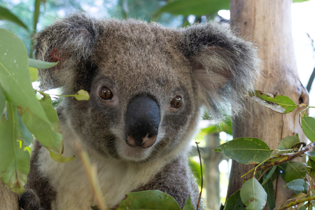 Koala rehabilitation update