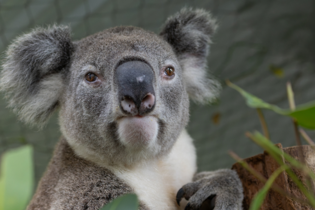 Wildlife rehabilitation