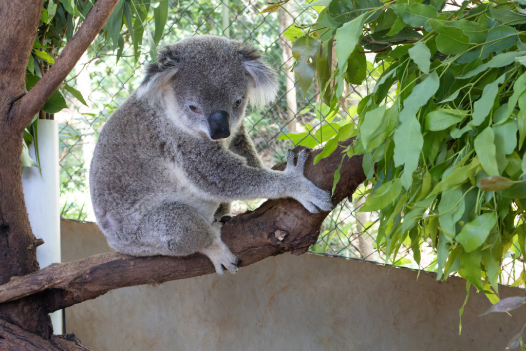 koalas in care and recovery