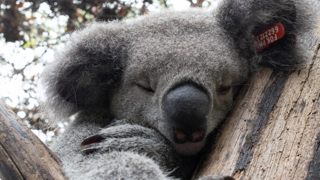 Restore Habitat, protect koalas(2)