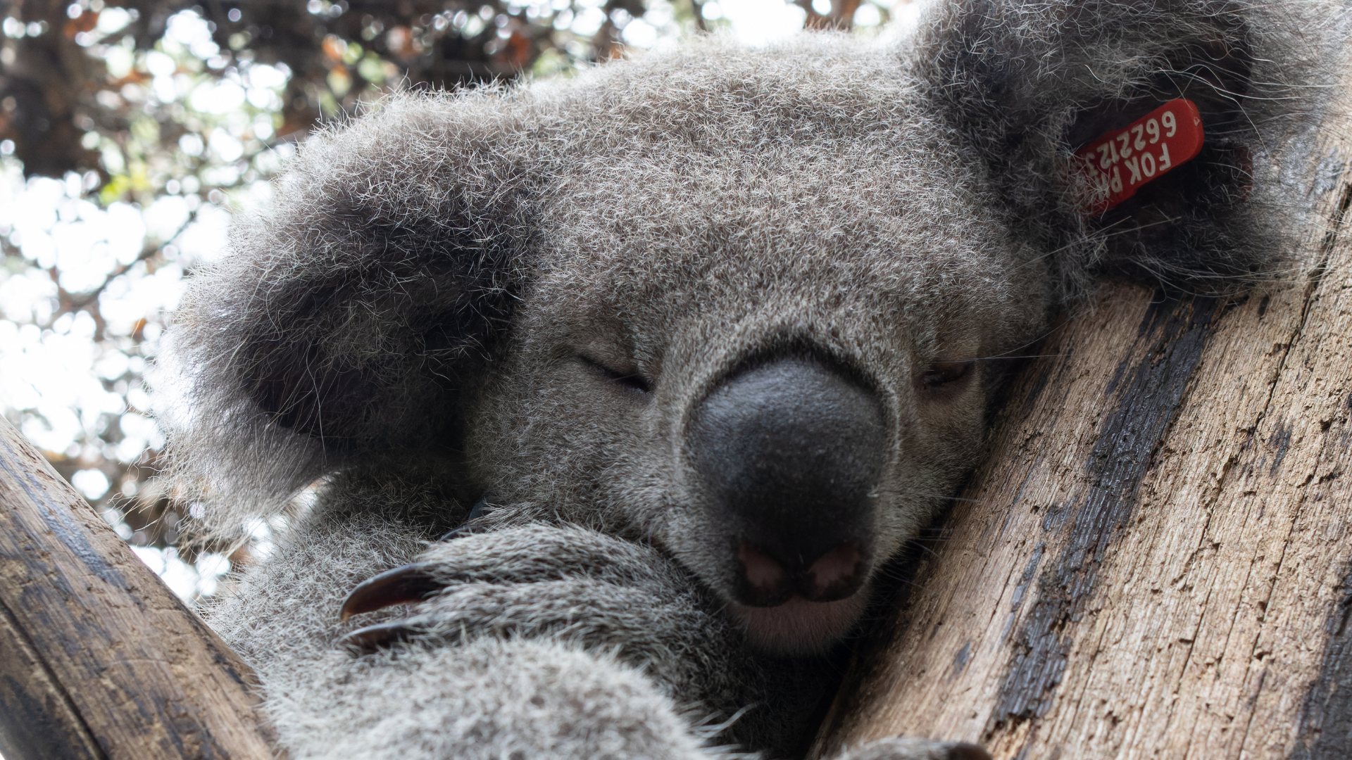 Male koalas' mating calls give better picture of animal numbers