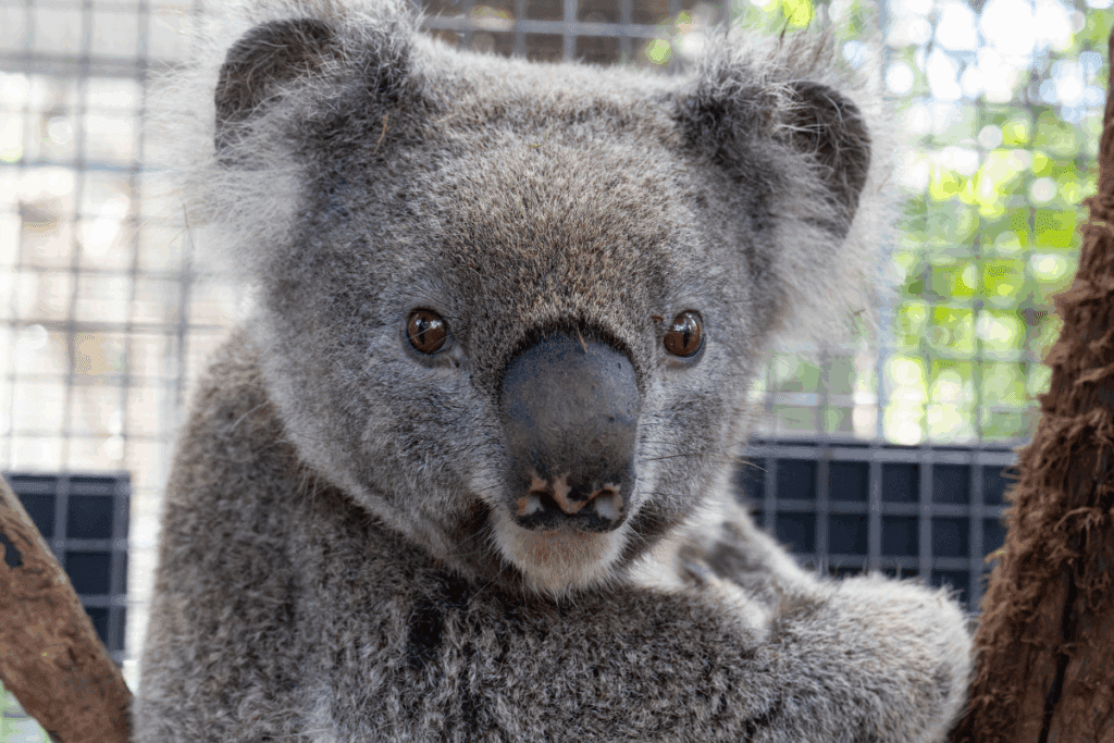Roads that cut through koala habitat fragment their territory and increase the risk of vehicle collisions and displacement.
