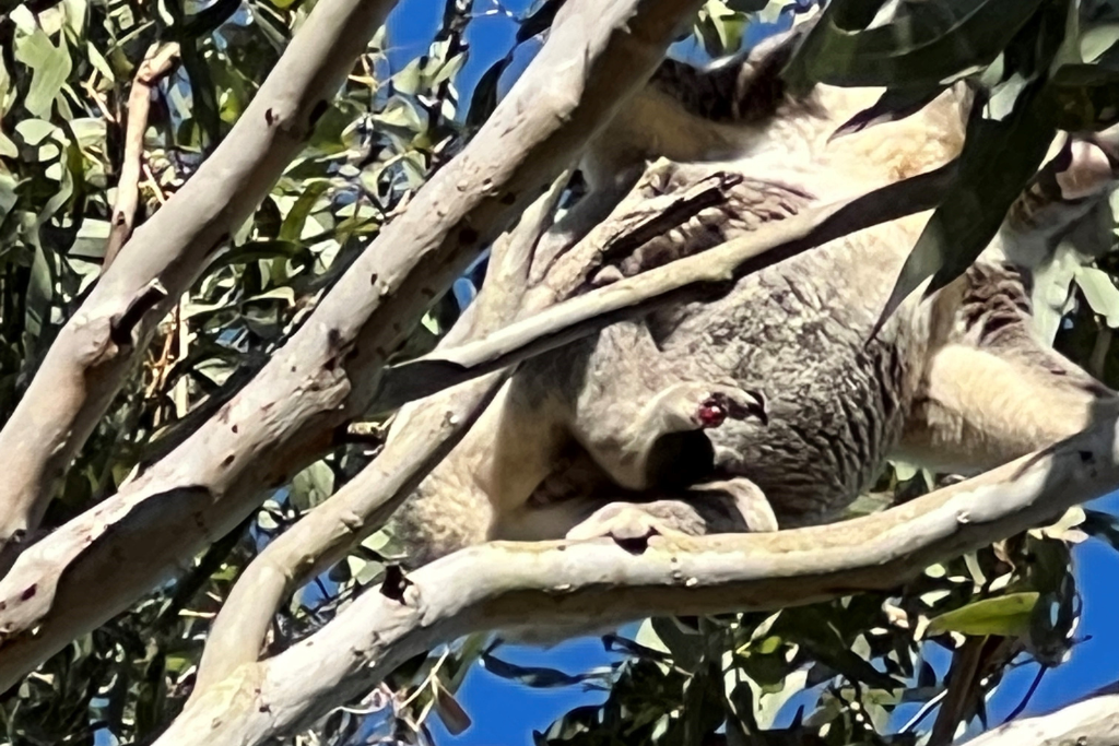 Koala vaccination project - Friends of the Koala at Ruthven