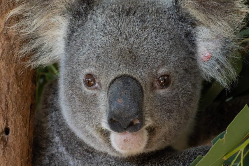 Koala vaccination project - Friends of the Koala