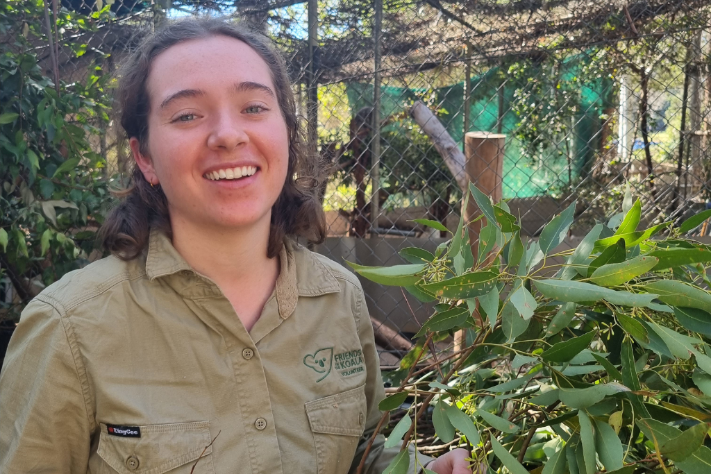 Did you know that Friends of the Koala runs a successful volunteer program?