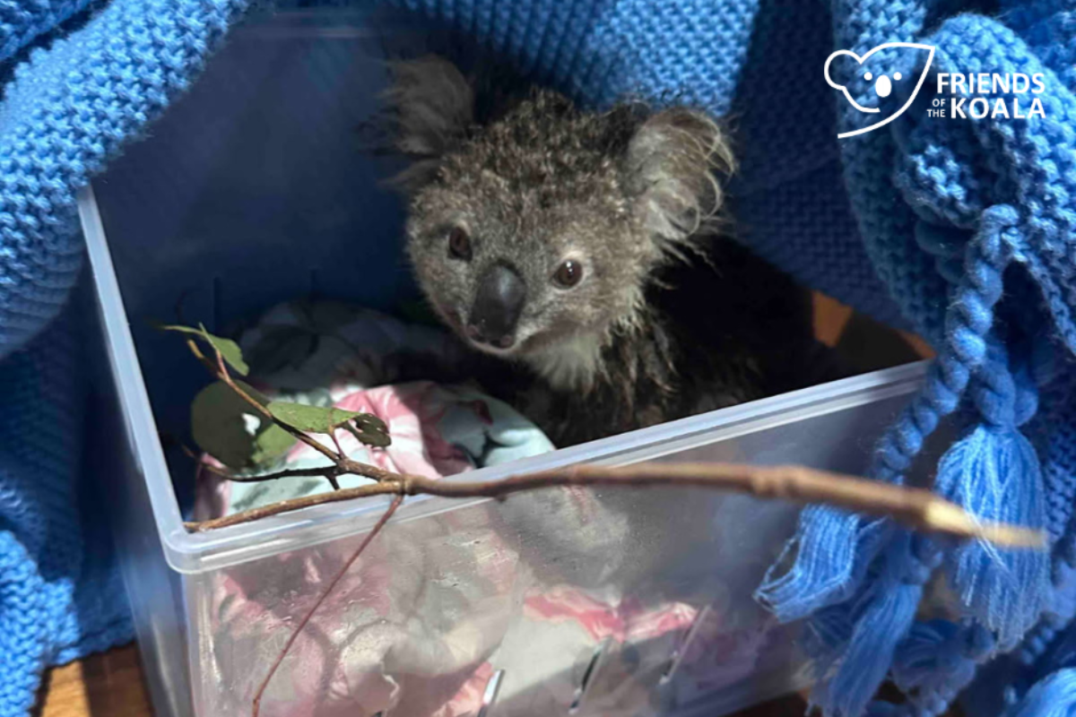 Help save koalas in crisis after Cyclone Alfred! - Friends of the