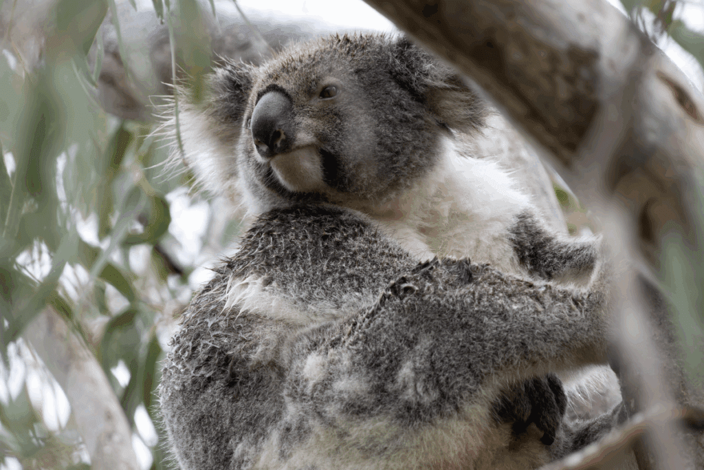 Koalas were officially listed as endangered in 2022.
