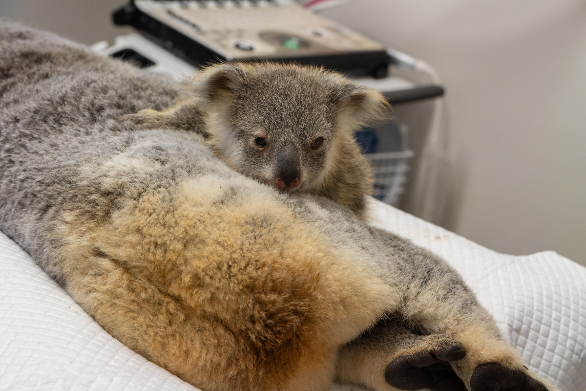 Save the Koala month 2024 - Friends of the Koala