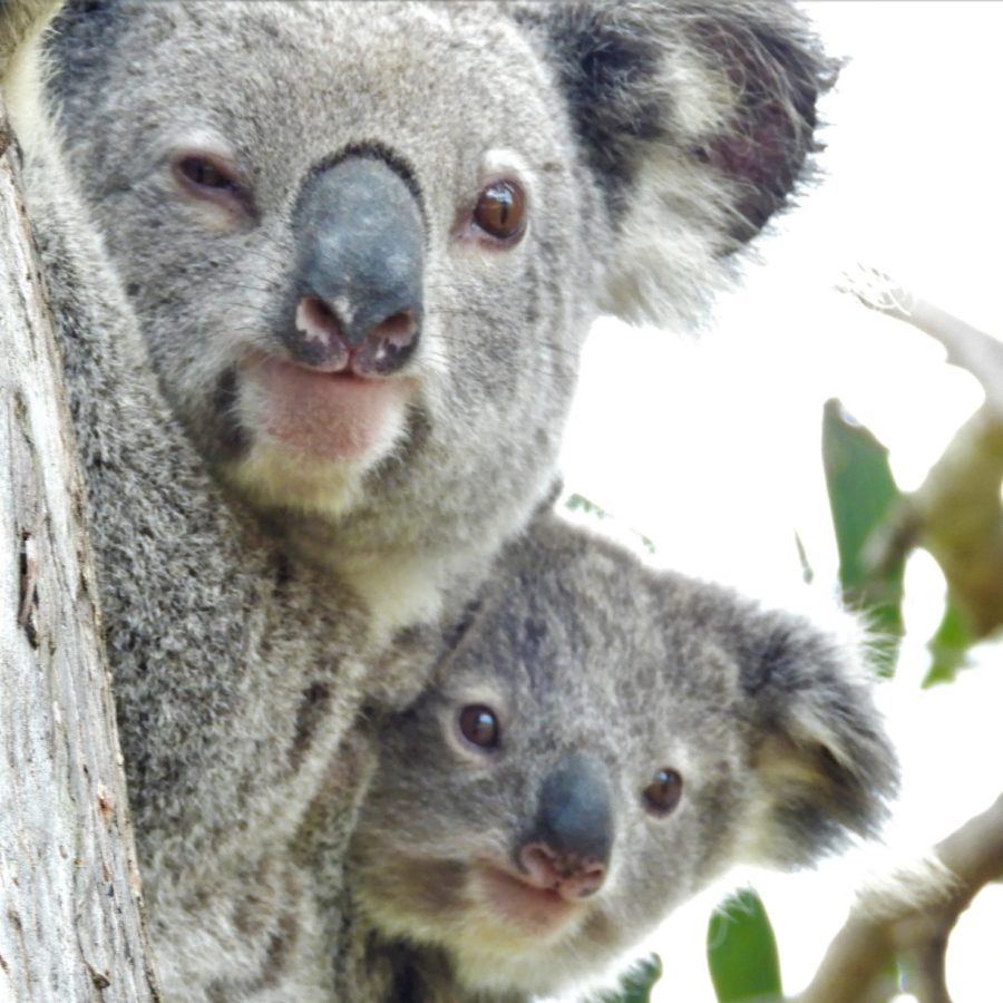 Koala joey reunited with mum after surviving fall from a tree