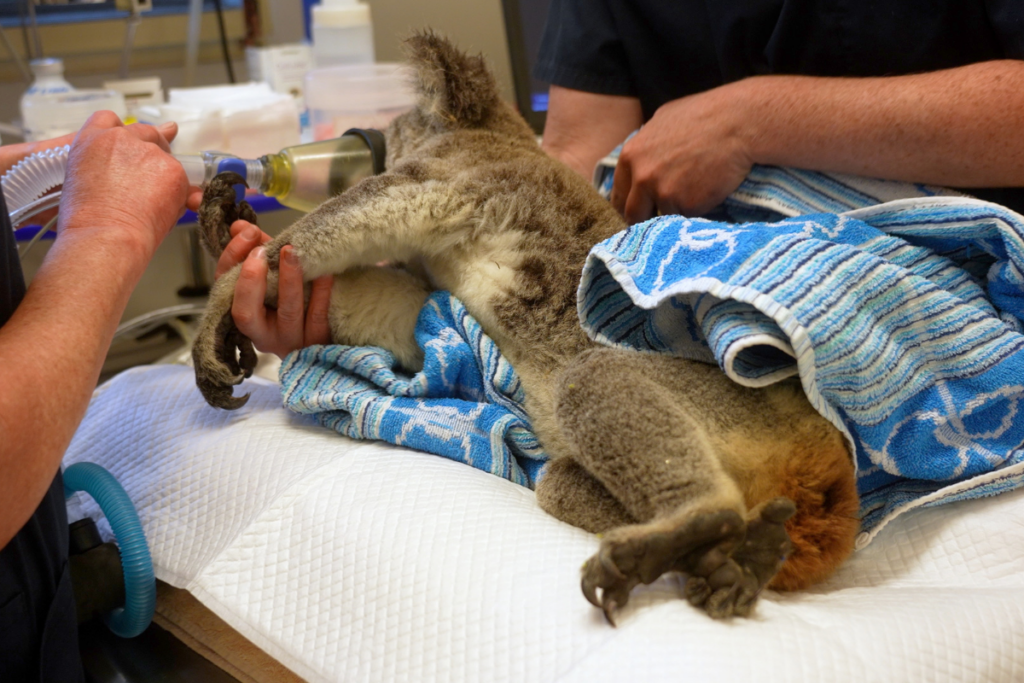 Koala Care and Veterinary Education: Our Partnership with Southern Cross University