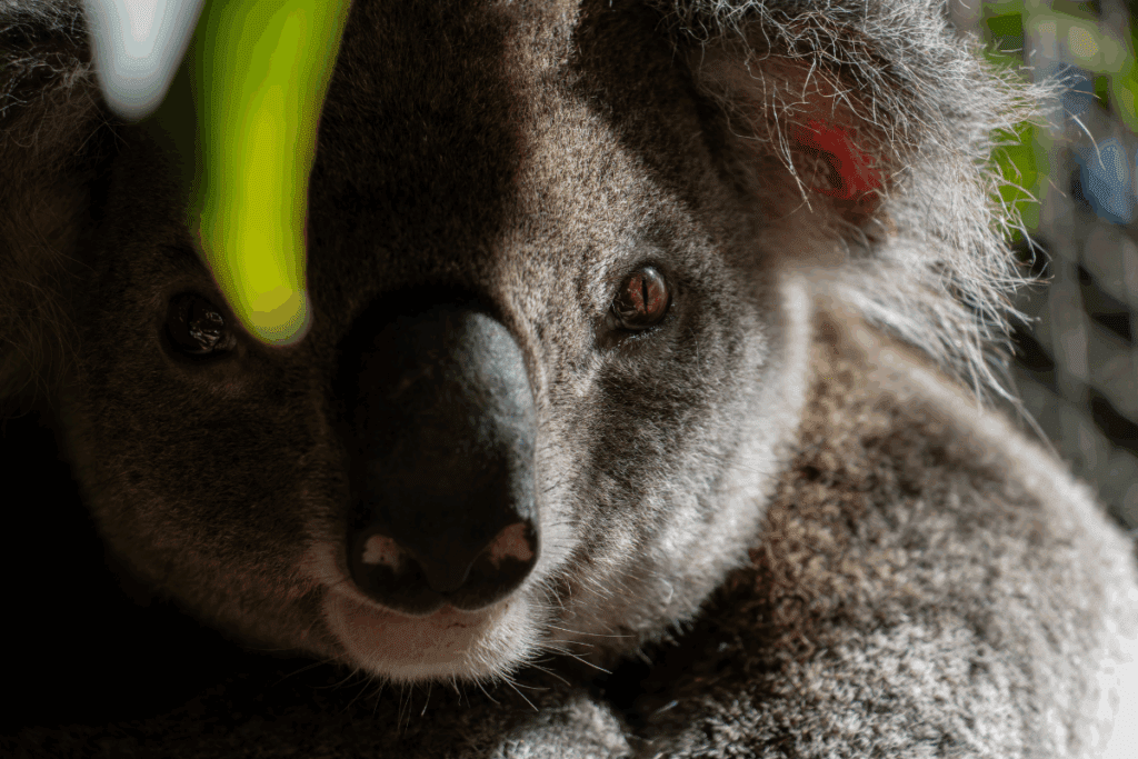 Statement on the Victorian Koala Crisis