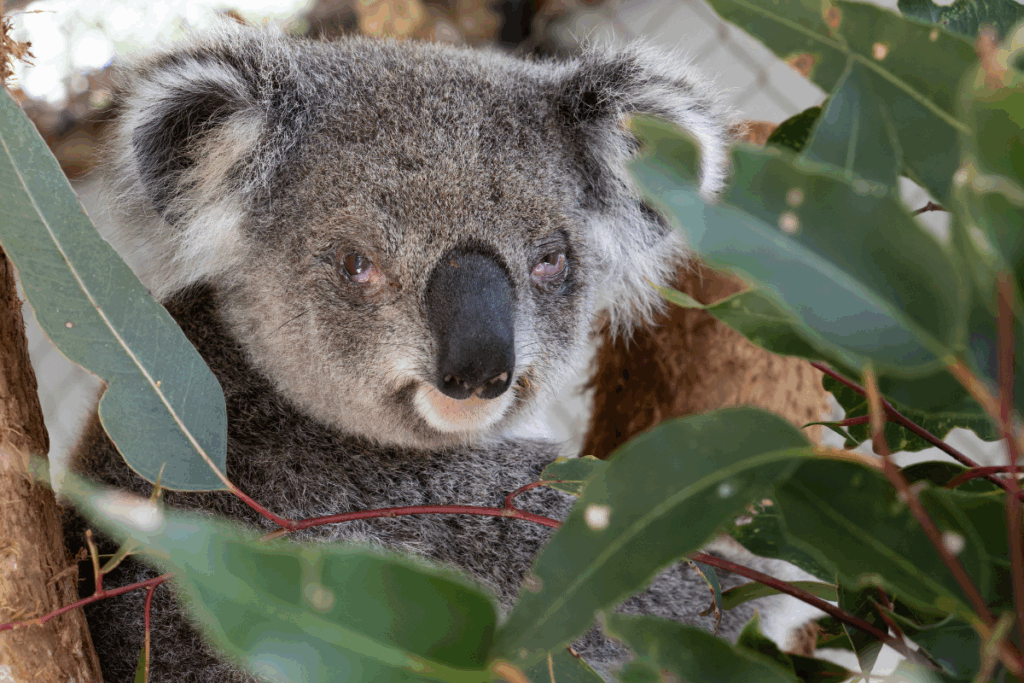 Sumii is a three year old koala with bilateral conjunctivitis