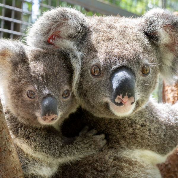 Support Friends of the Koala