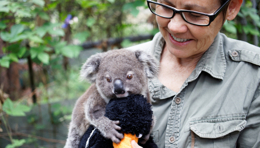 Support us - adopt a koala(1)
