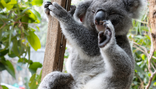Support us - donate to koalas