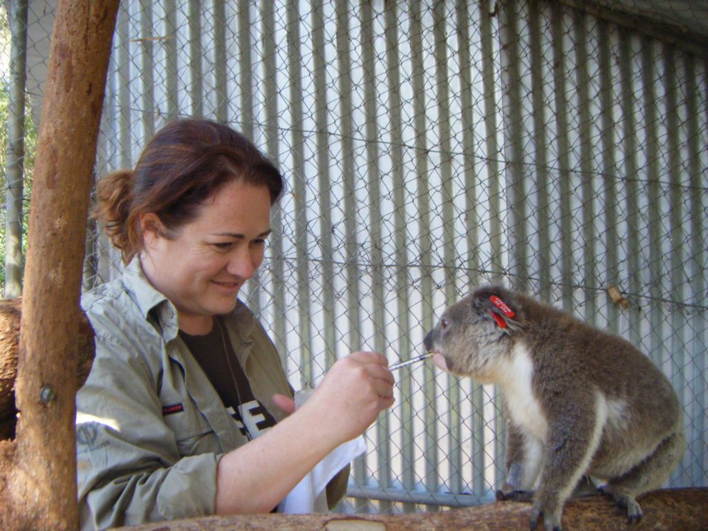 We urgently need new volunteers to help with our koalas