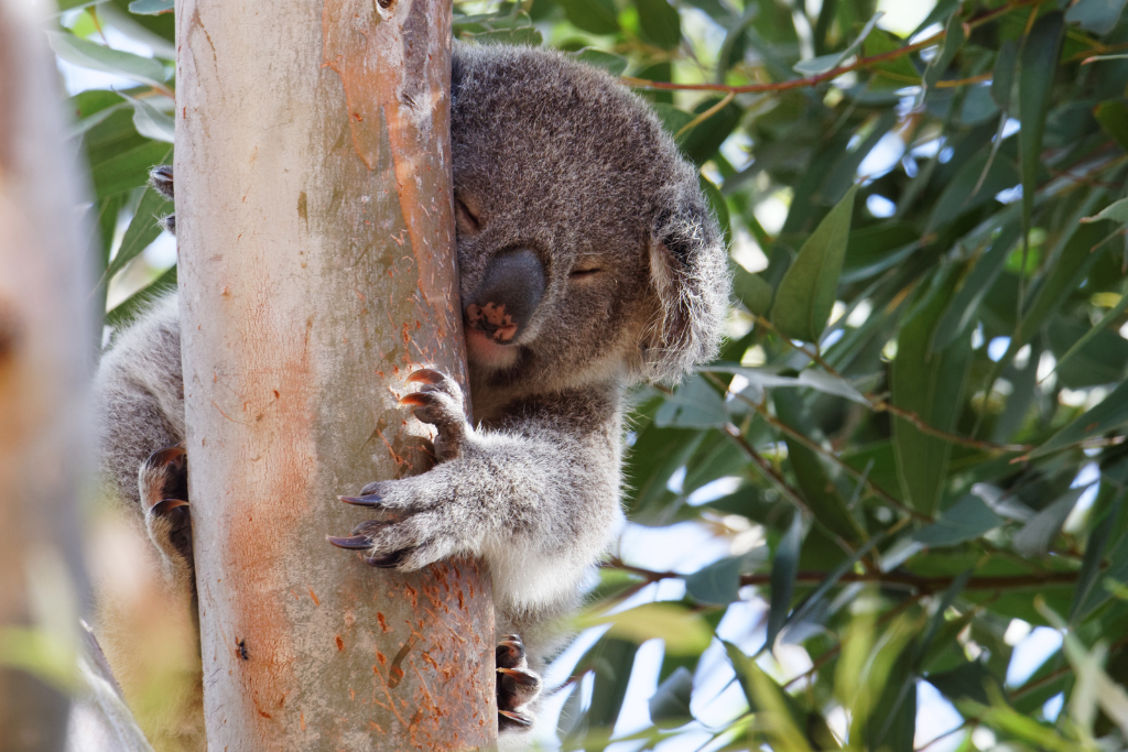 Sustainability and koalas