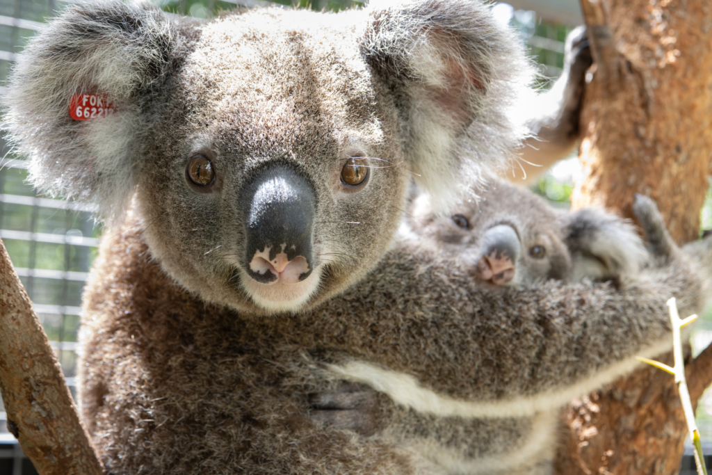 Restore koala habitat plant more trees