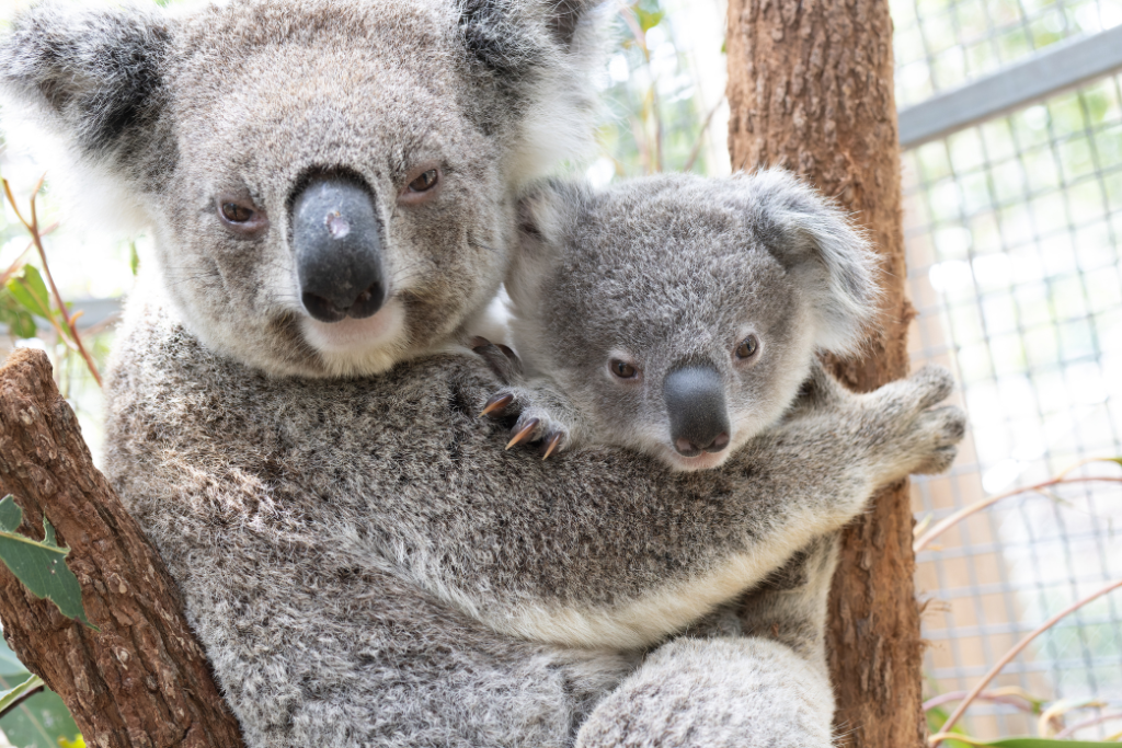 Friends of the Koala - koala rescue and release
