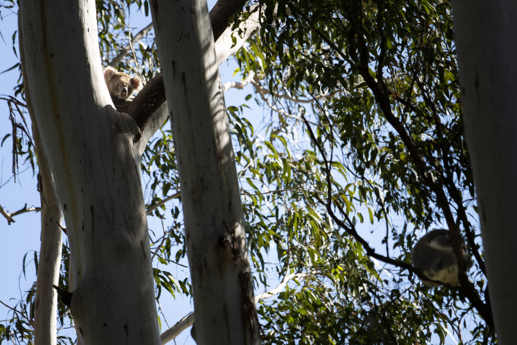 Releasing a wild koala