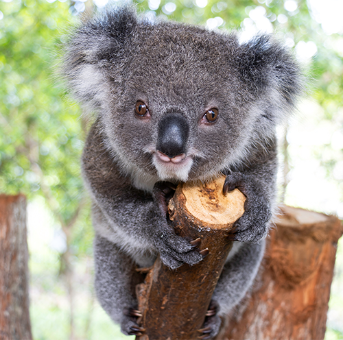 Temika The Koala