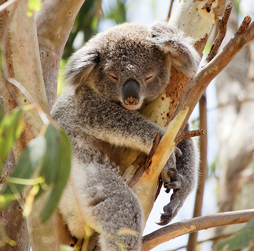 The Wild Koala