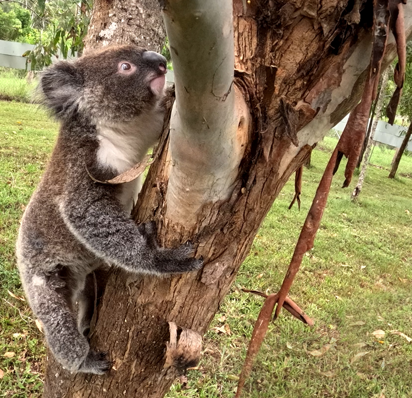 Wild koalas get chlamydia vaccine in first-of-its kind trial to