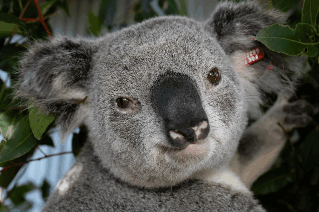 Did you know that a 6 year old male koala is considered to be in his prime for mating?