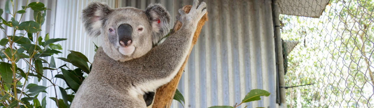 The rescue, rehabilitation and release of koalas