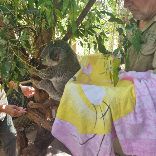 Our koalas are looked after by a whole team of volunteers