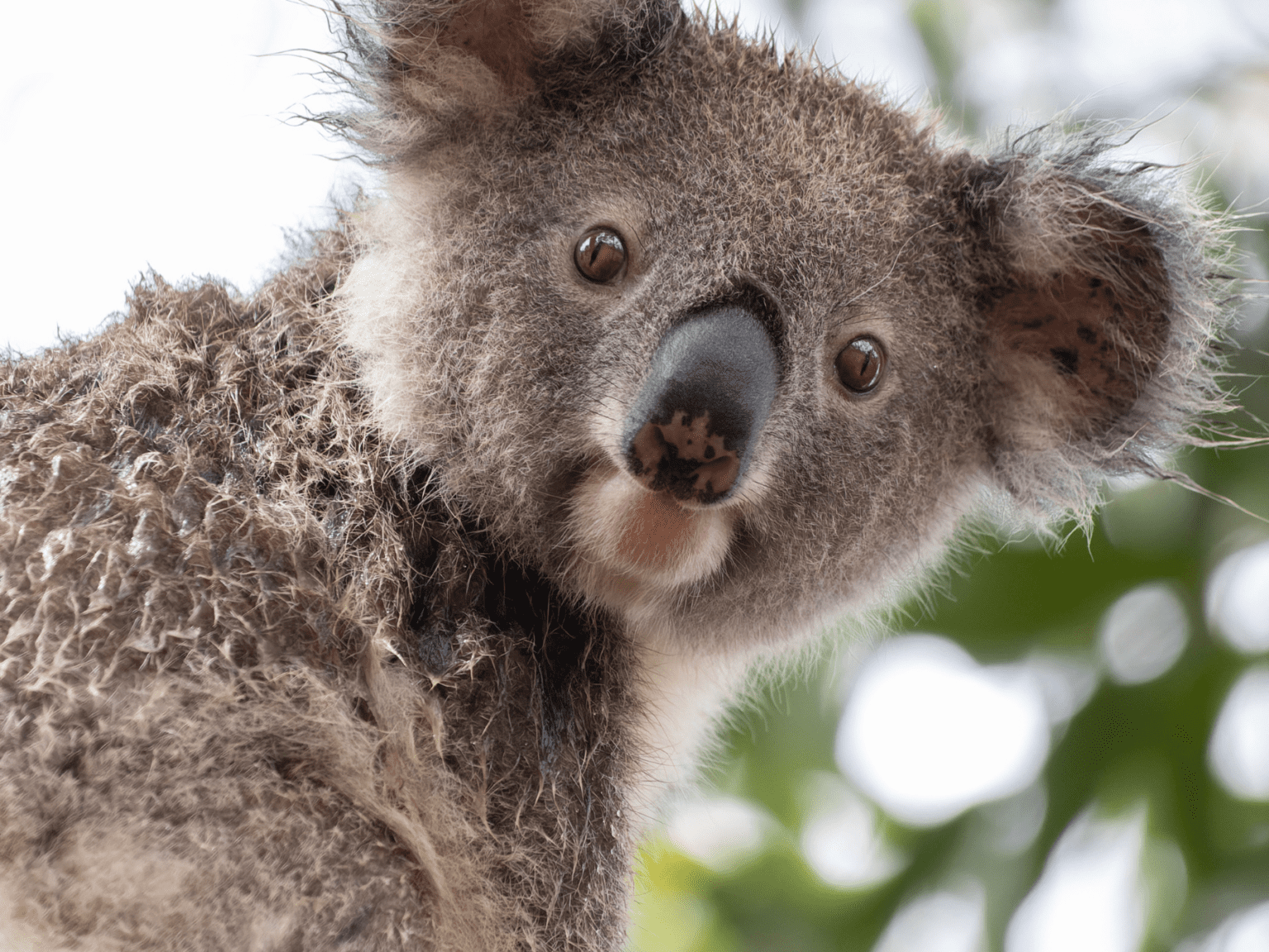 What does a wet koala look like? - Friends of the Koala