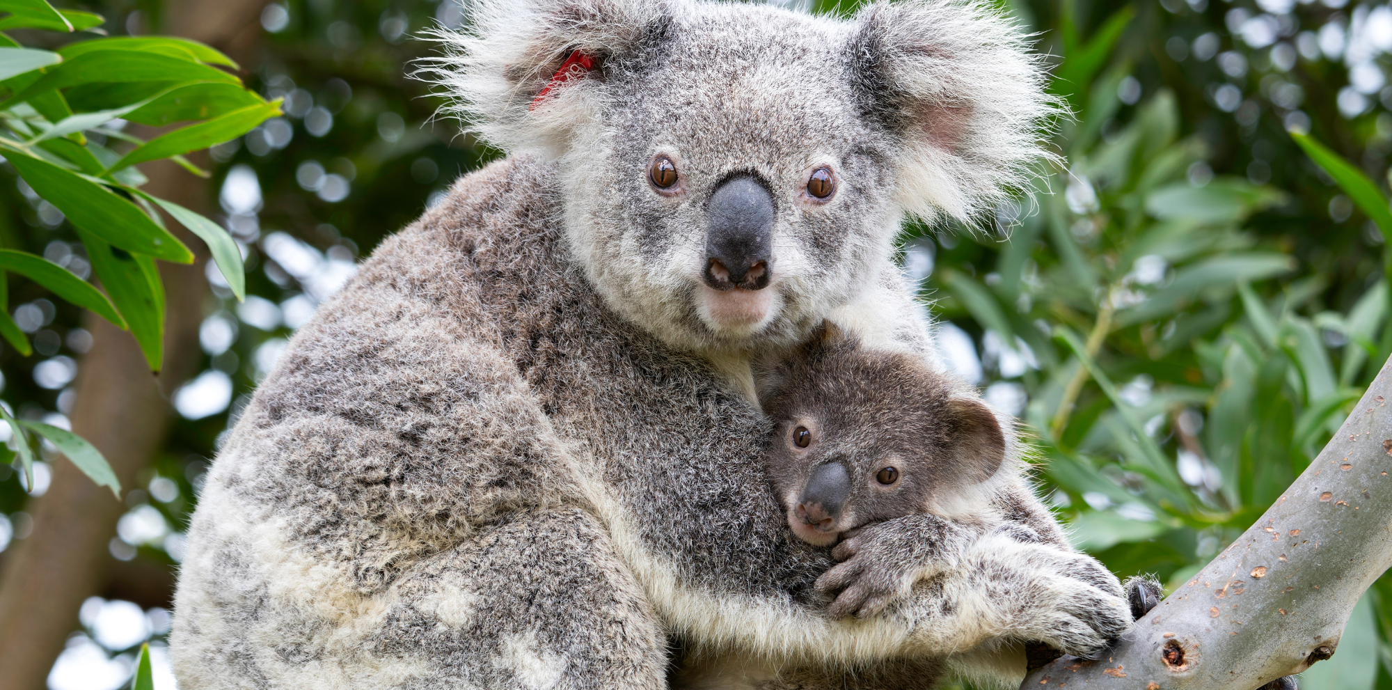 Encourage a love of wildlife