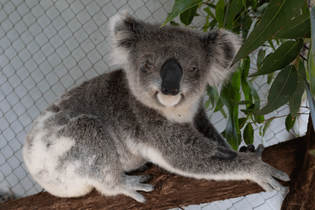 A koala with Chlamydial related conjunctivitis