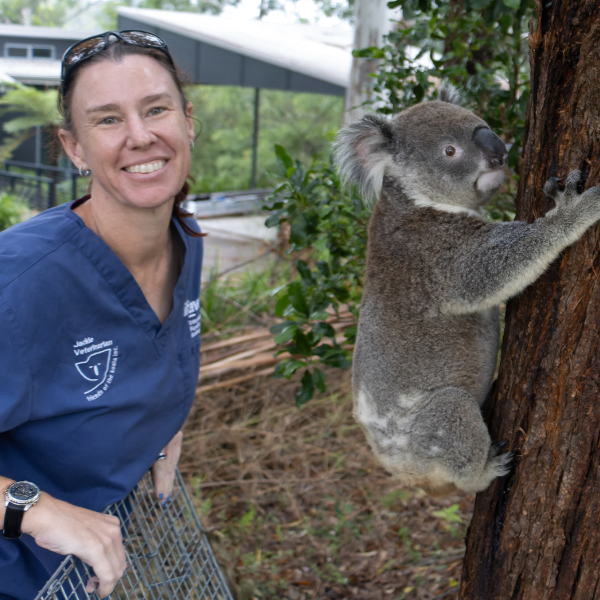 Vaccinate a koala