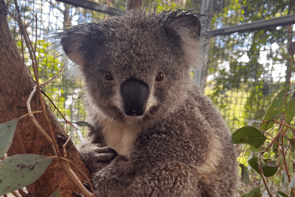 Vehicle strikes are one of the leading causes of injury and death for koalas