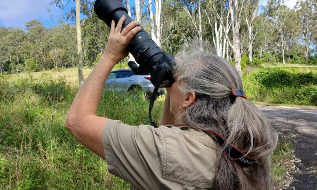 Volunteer with koalas in Australia