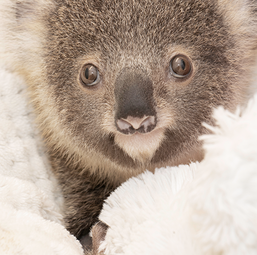 Waratah The Koala