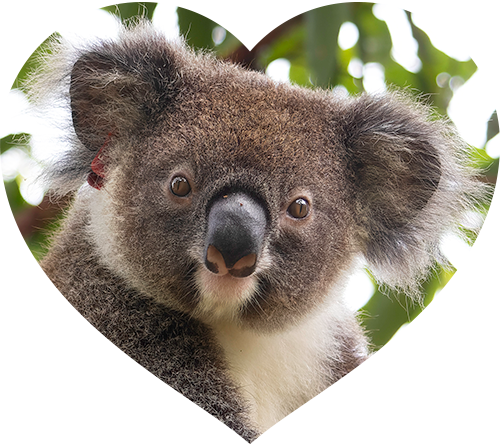 Koala charity