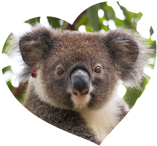 Volunteering Northern Rivers or remote. Volunteer with koalas!