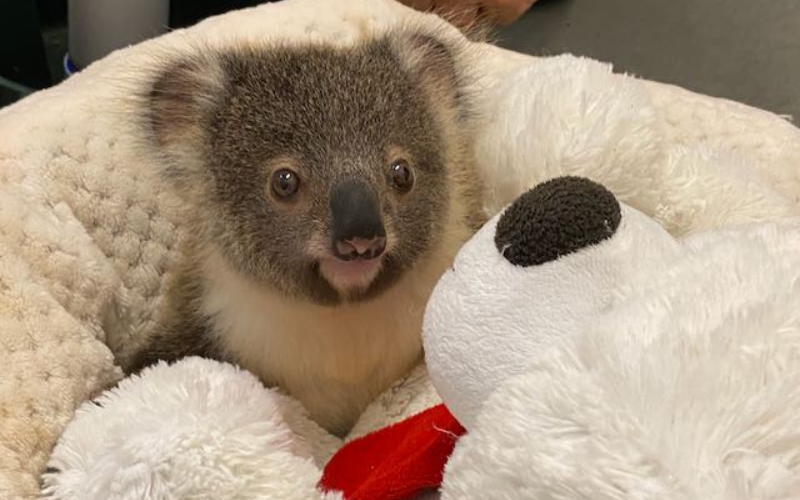 chancelière  Chez la famille Koala