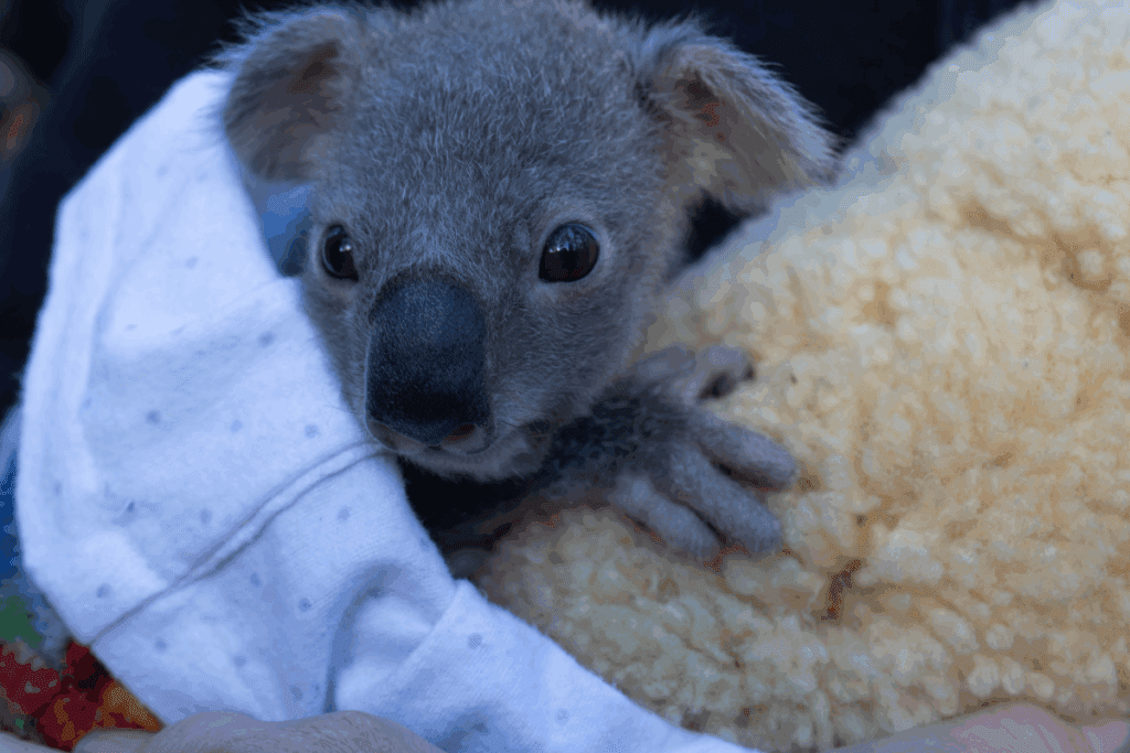 We are enjoying winter in the Northern Rivers with our koalas