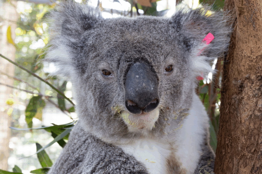 We have had a number of koalas admitted as a result of dog attacks