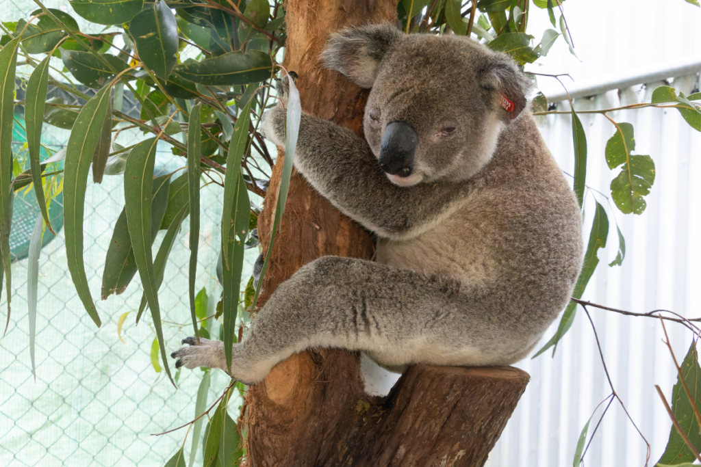 Koala rehabilitation update