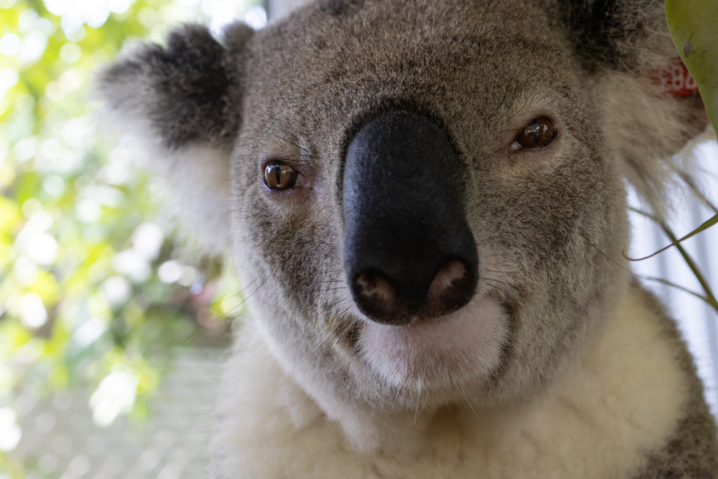 Koala rescue and rehabilitation