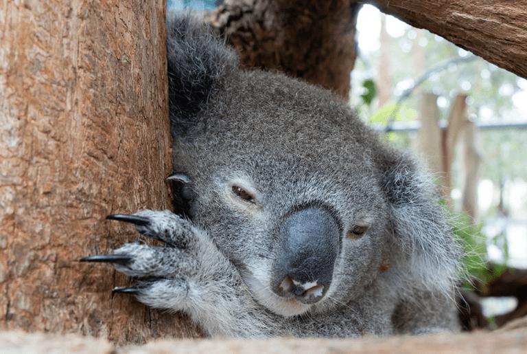 Interesting Facts About Koalas Friends of the Koala