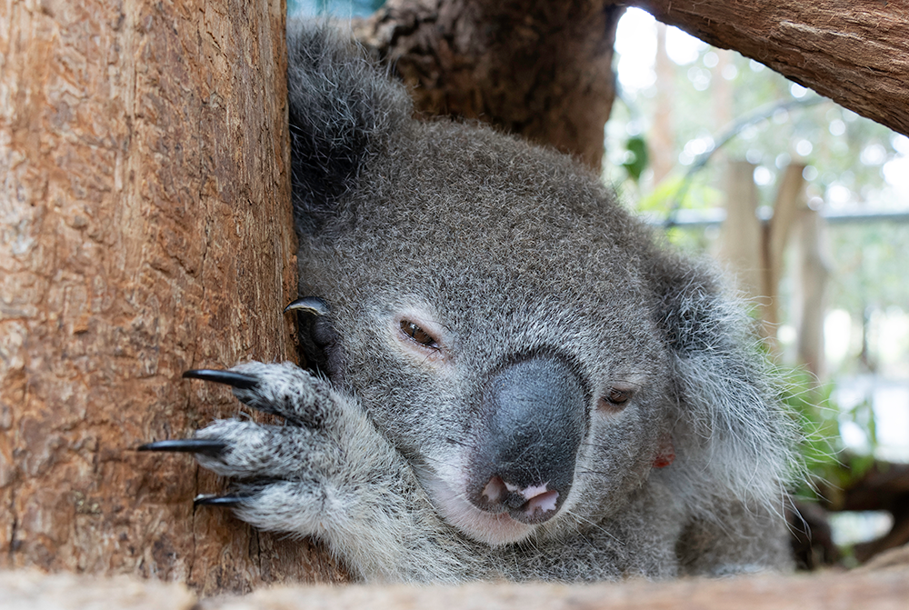 Birth of Australian zoo's 100th koala joey sparks hope for